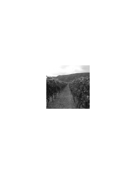 Manousakis Vineyards 2