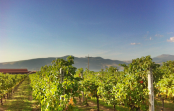 Classic wineries of Northern Greece